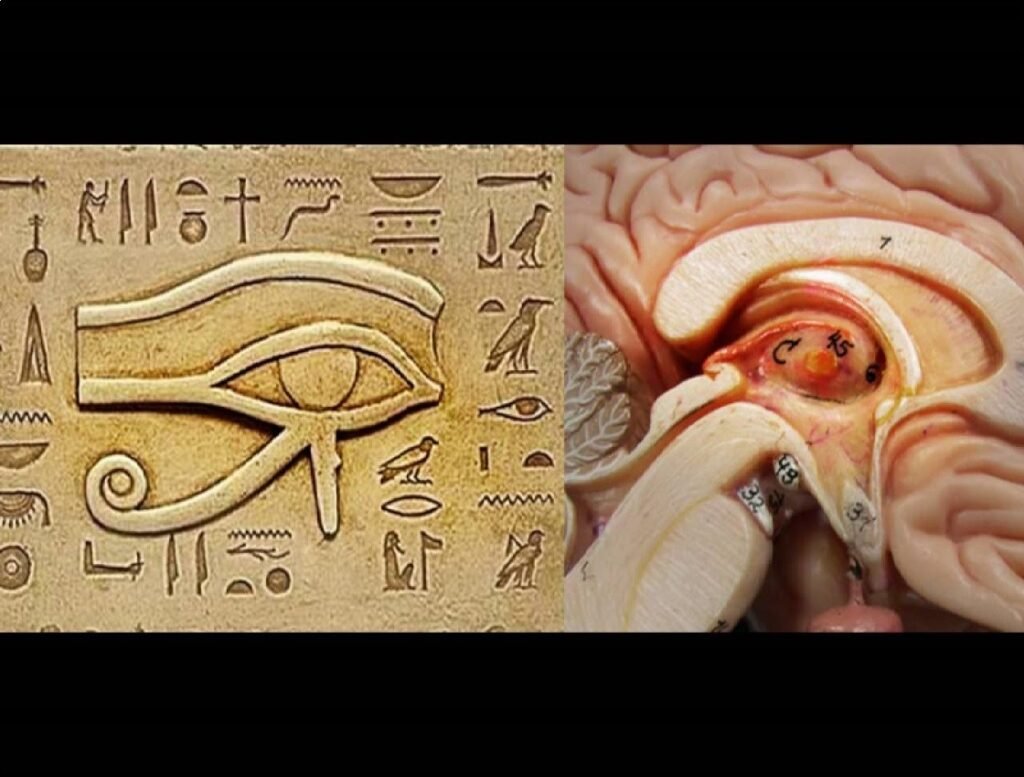 pineal-gland-worth-knowing-that-blog