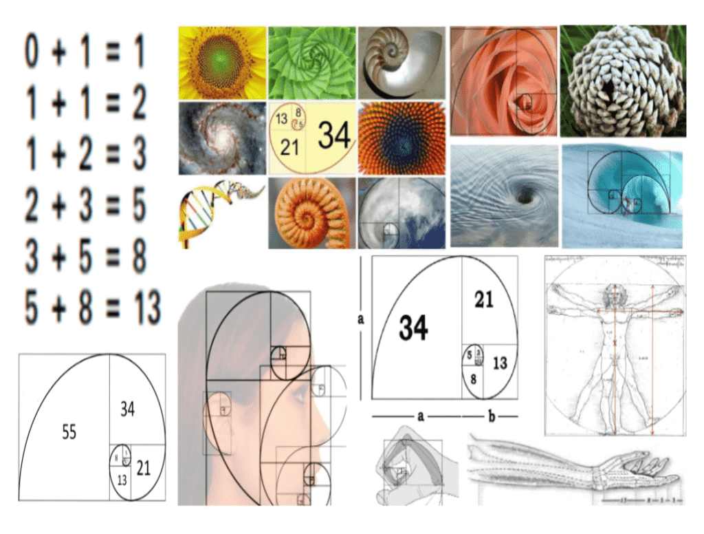 fibonacci-sequence-worth-knowing-that-golden-ratio-code-natures-formula