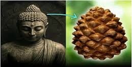 buddha head reveals pineal gland symbolism pine cone pinecone