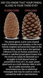 pinecone-closed-vs-open-pineal-gland-calcified-vs-decalcified