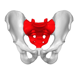 sacrum-shape-similar-to-center-of-the-brain