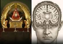 the-ark-of-the-covenant-reveals-the-human-brain-medulla