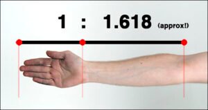 golden-ratio-human-arm-hand