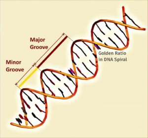 golden-ratio-in-human-dna-double-helix